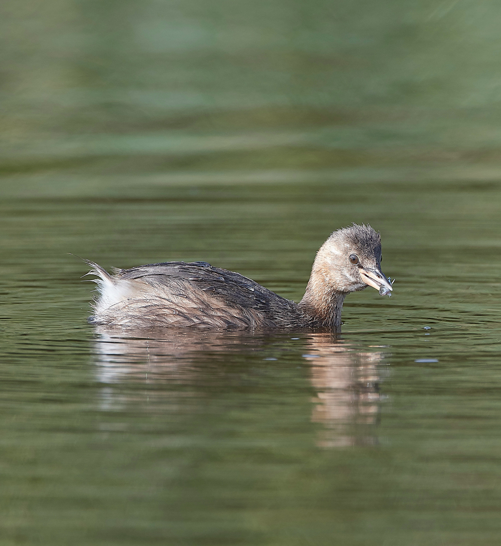 CleyLittleGrebe270818-2