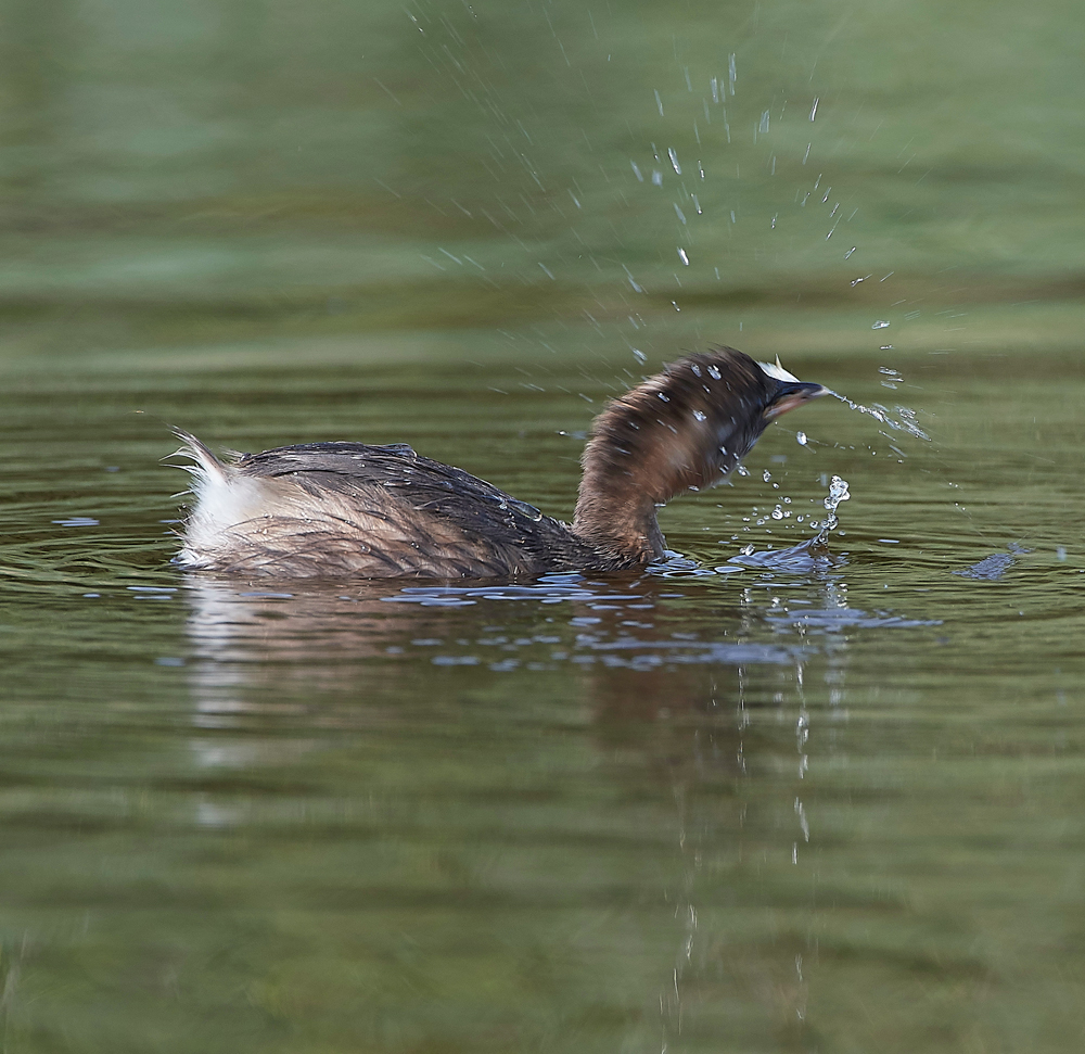 CleyLittleGrebe270818-3