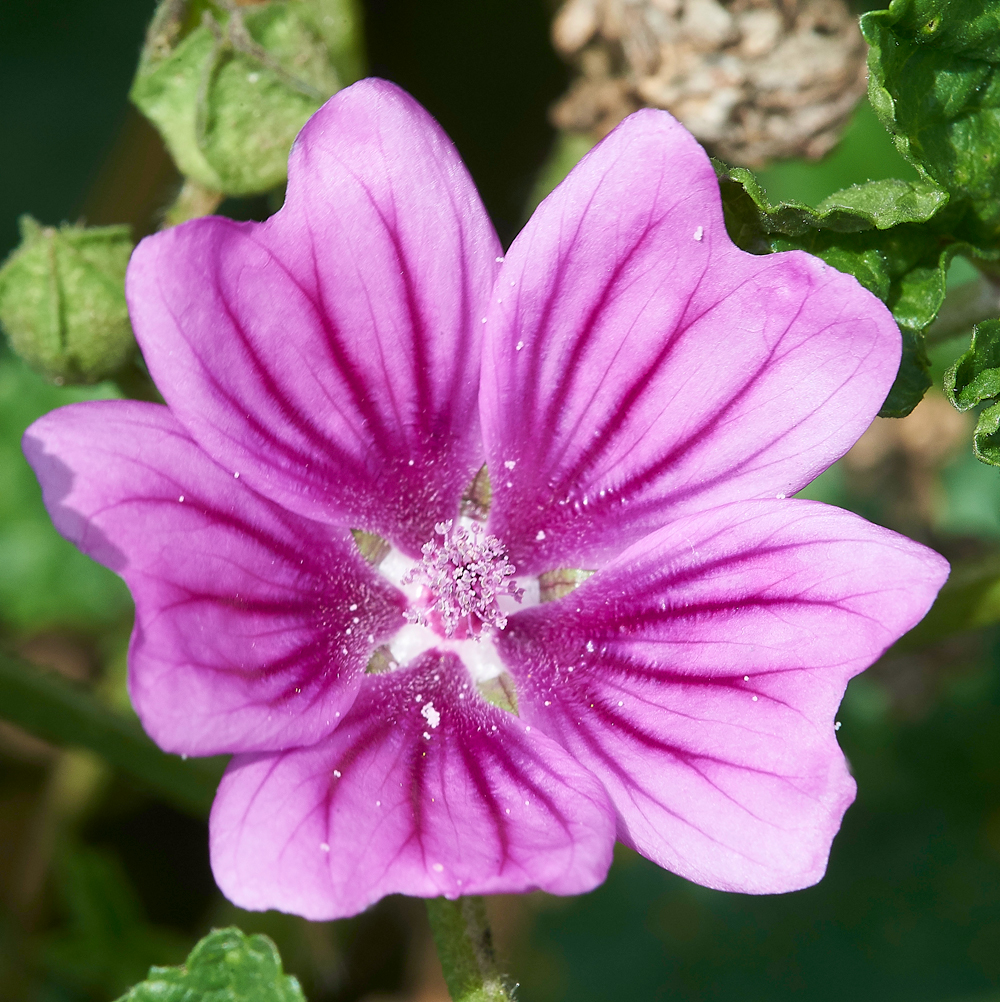 CleyMallow270818-1