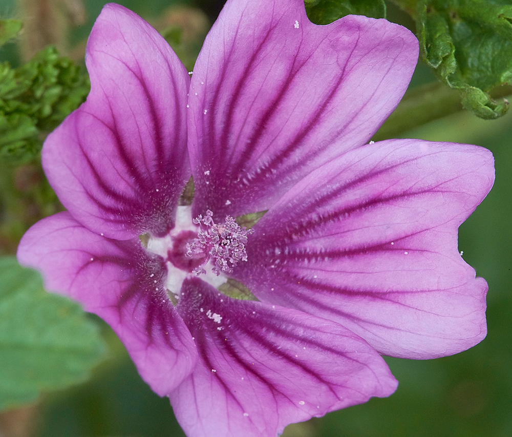 CleyMallow270818-2