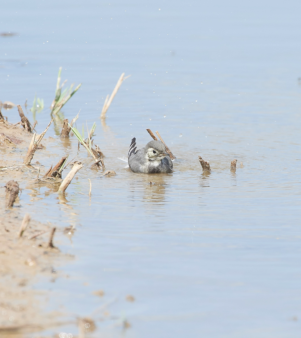 CleyPiedWagtail080818-1