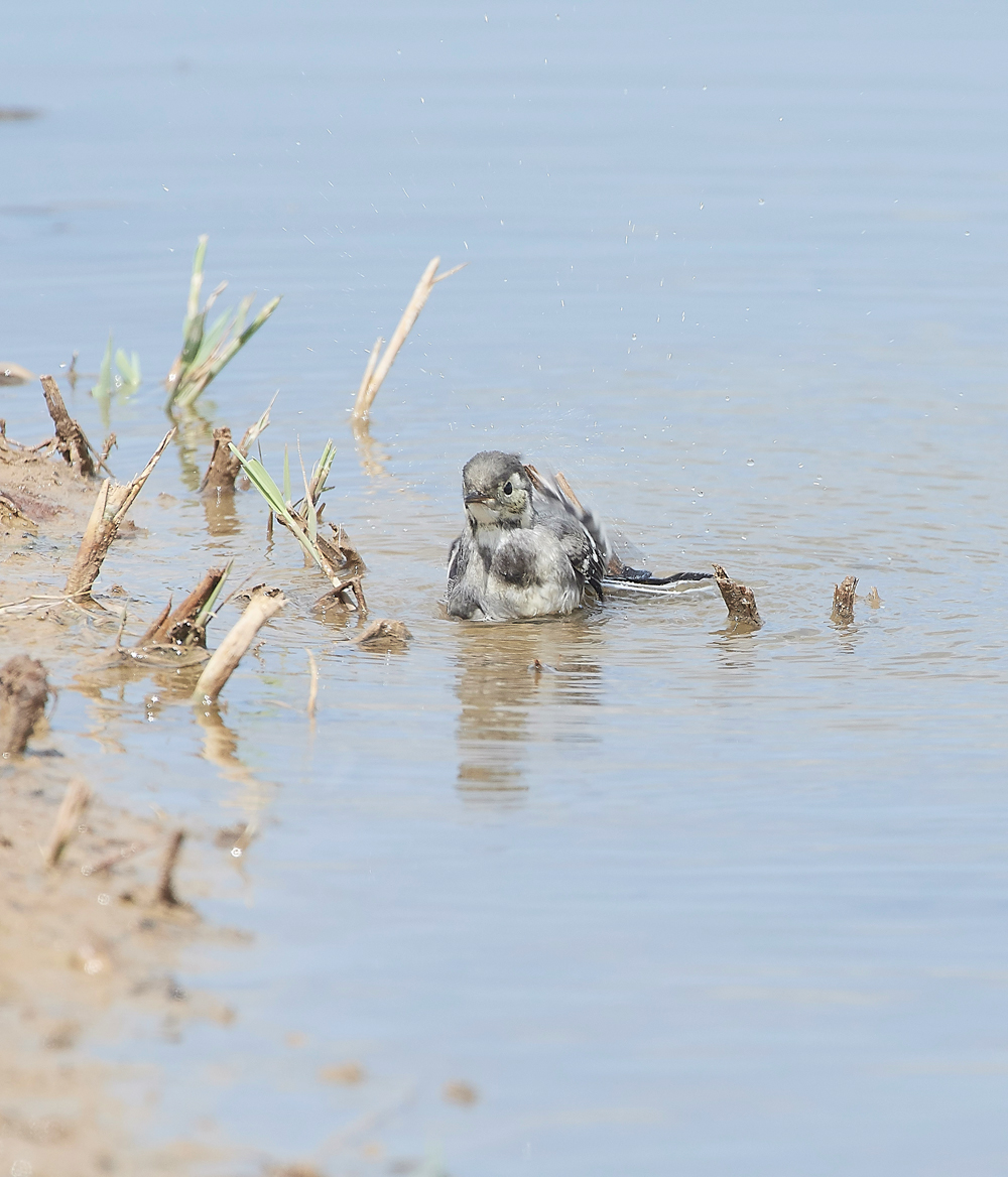 CleyPiedWagtail080818-2