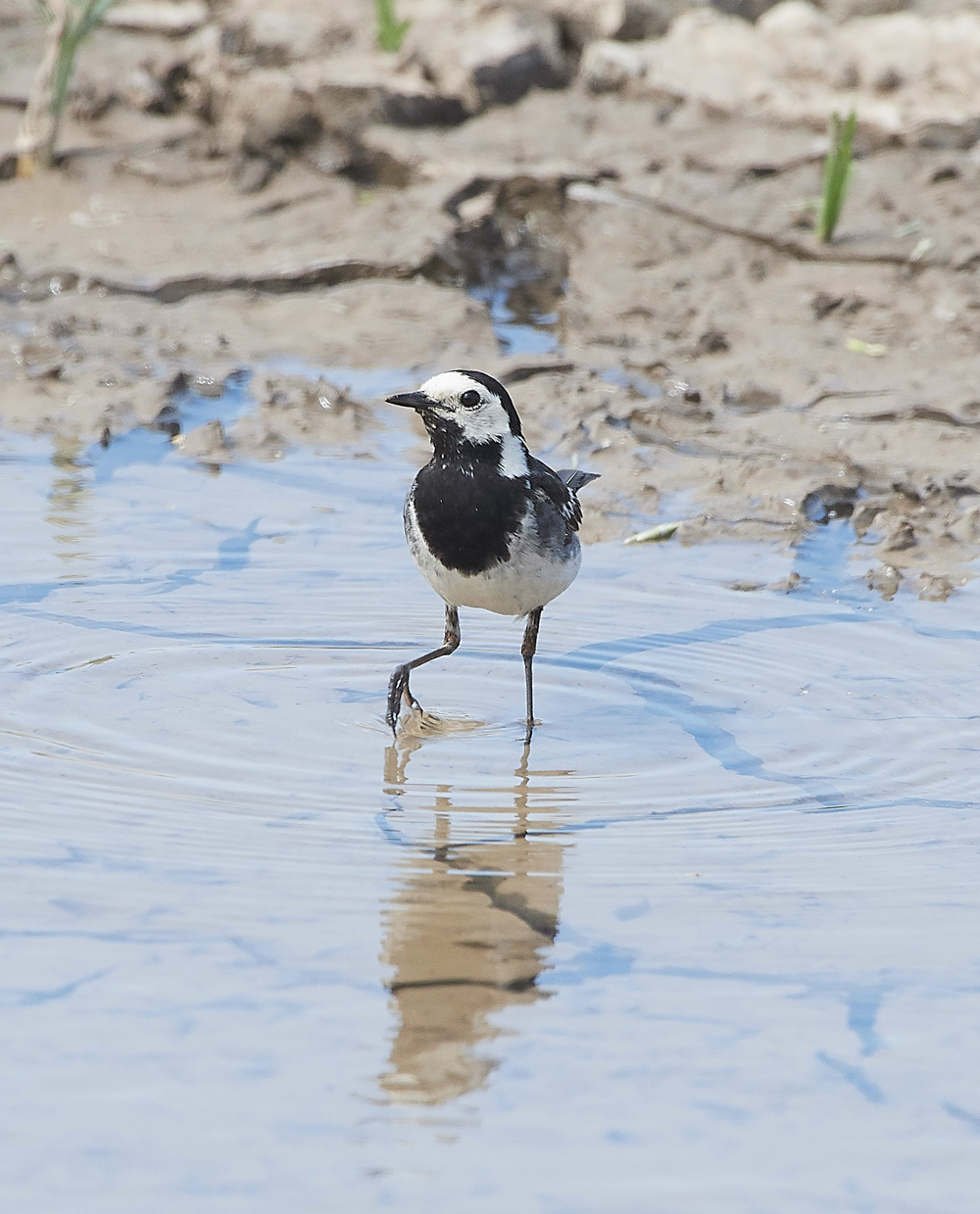 CleyPiedWagtail180718-1