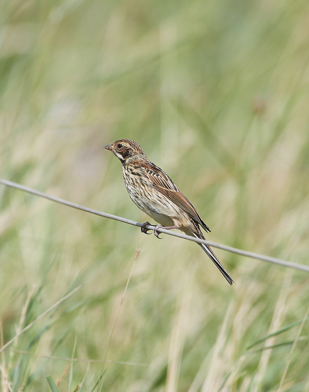 CleyReedBunting080818-1