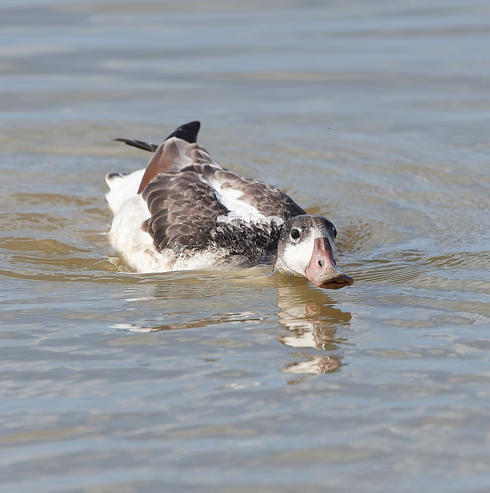 CleyShellduck310718-1