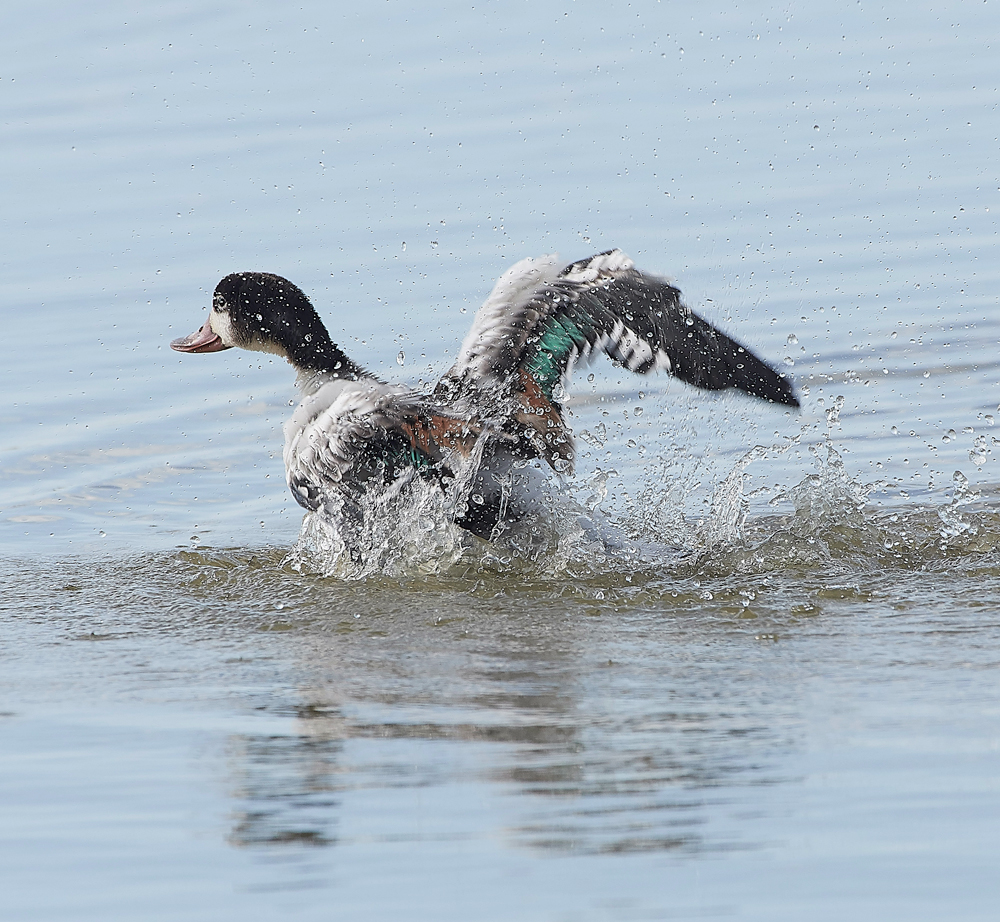 CleyShellduck310718-2