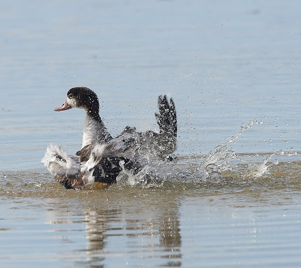 CleyShellduck310718-3