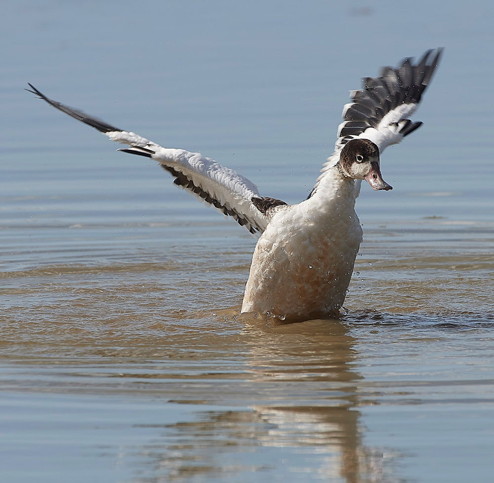 CleyShellduck310718-5