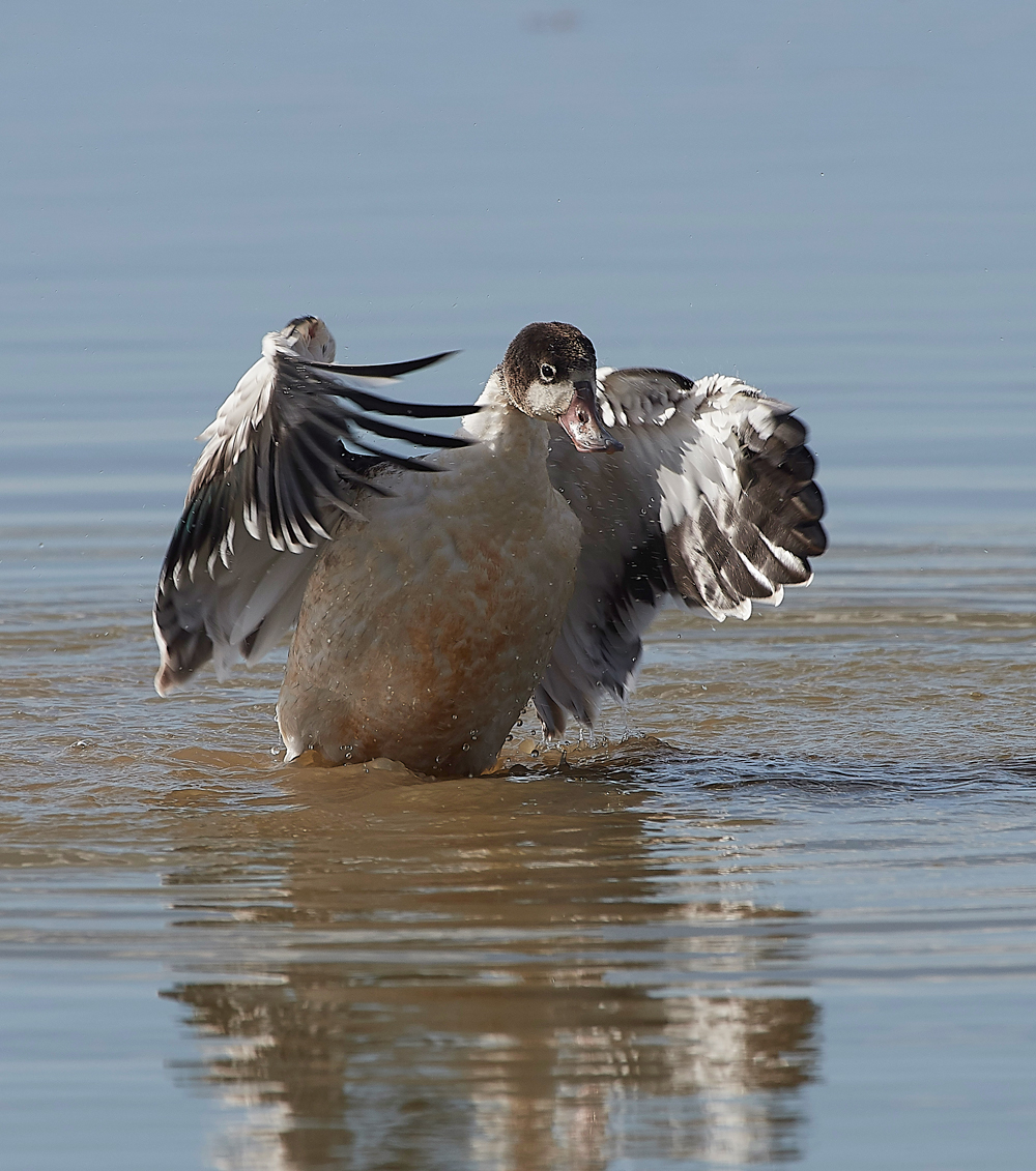 CleyShellduck310718-6