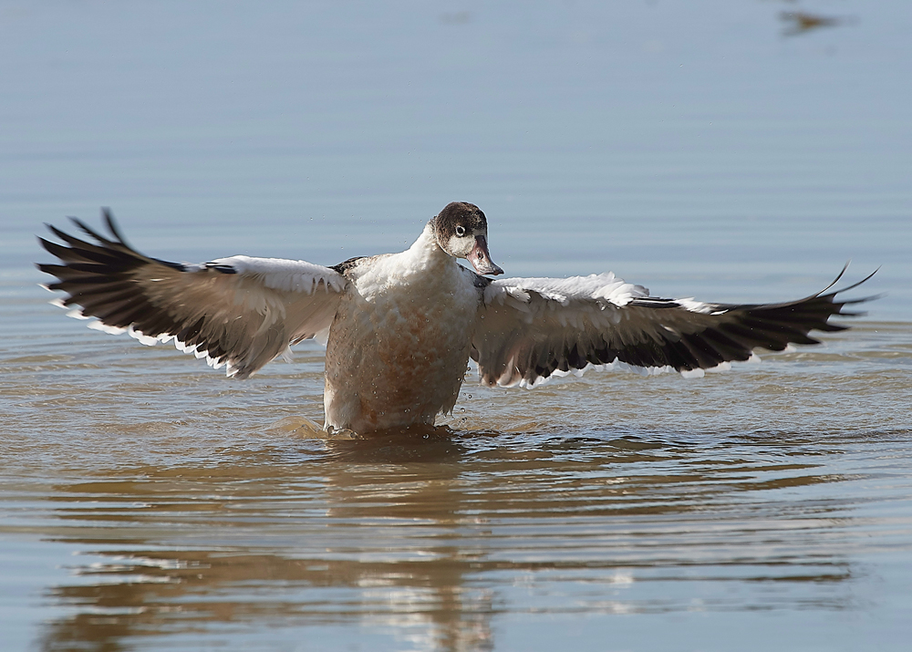 CleyShellduck310718-7