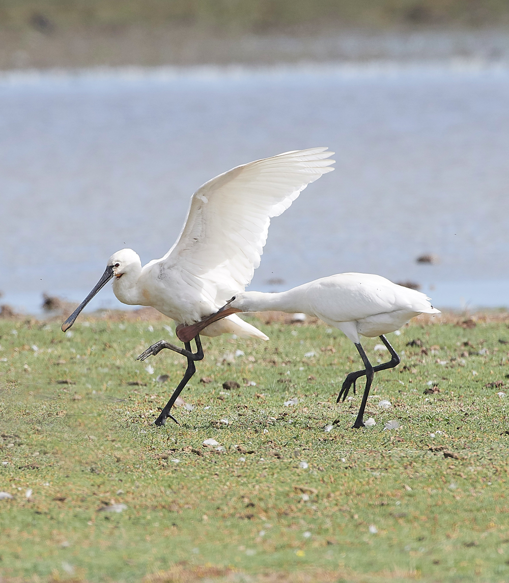 CleySpoonbill170818-1