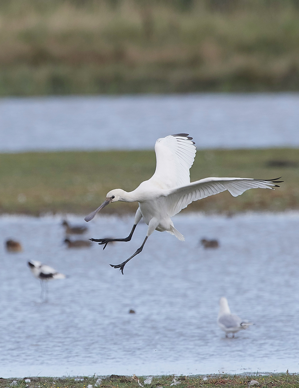 CleySpoonbill170818-2