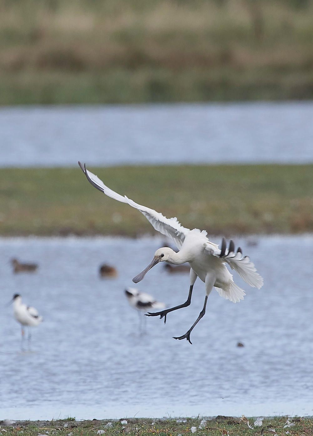 CleySpoonbill170818-3