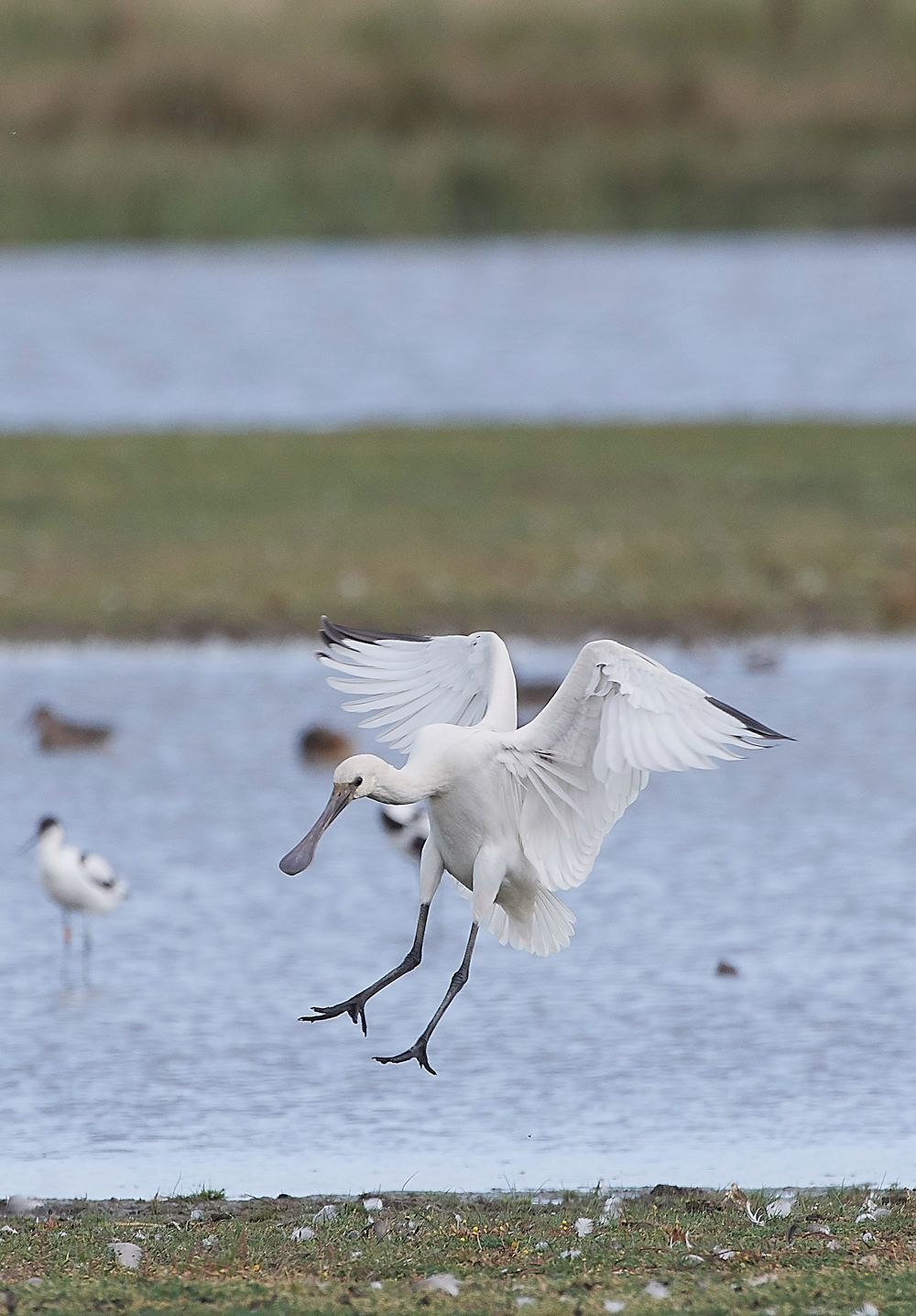 CleySpoonbill170818-4