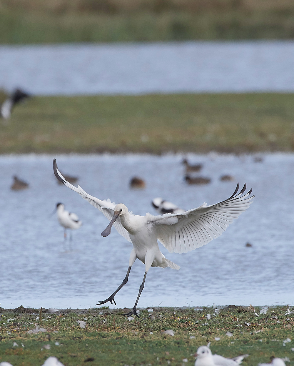 CleySpoonbill170818-5