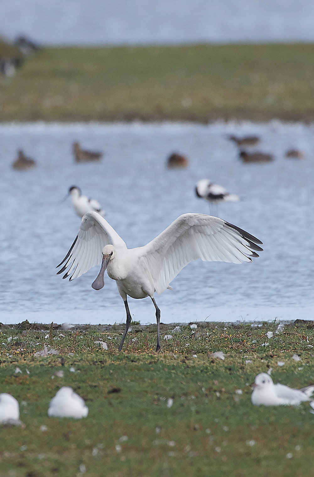 CleySpoonbill170818-7