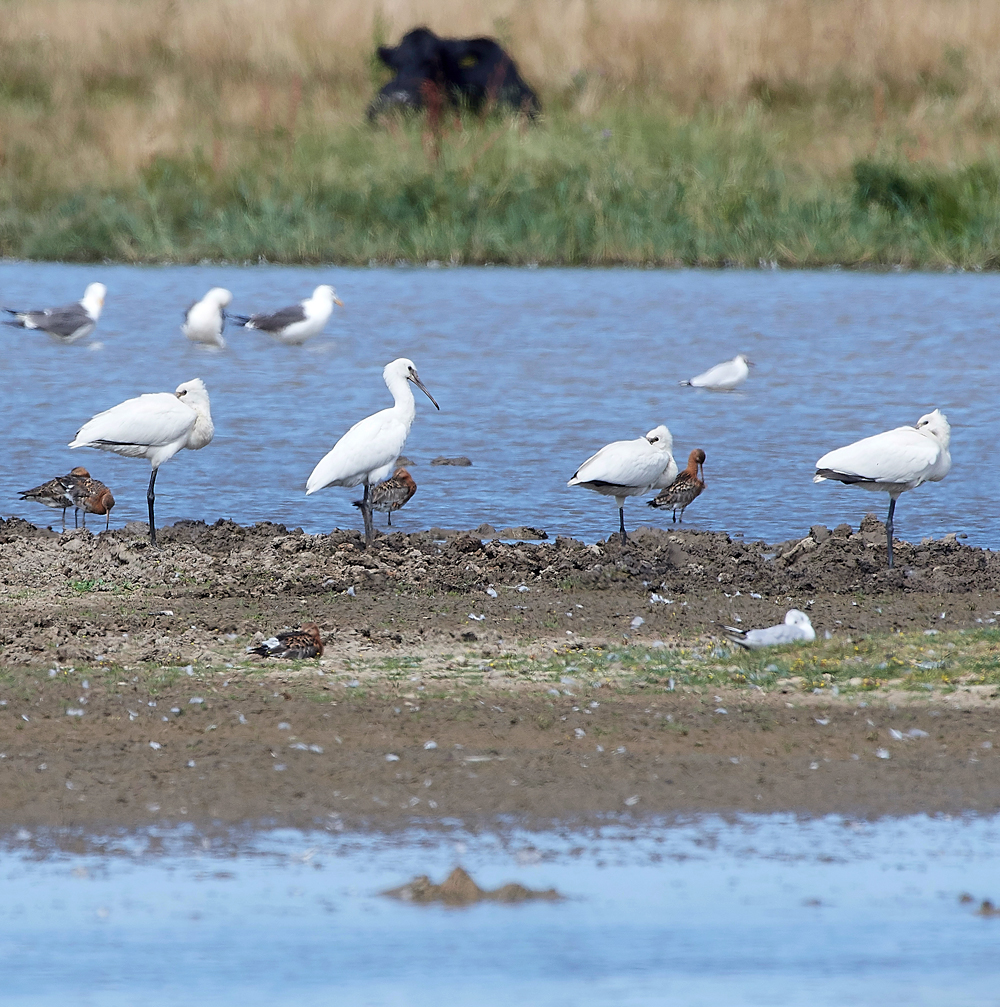 CleySpoonbill180718-1