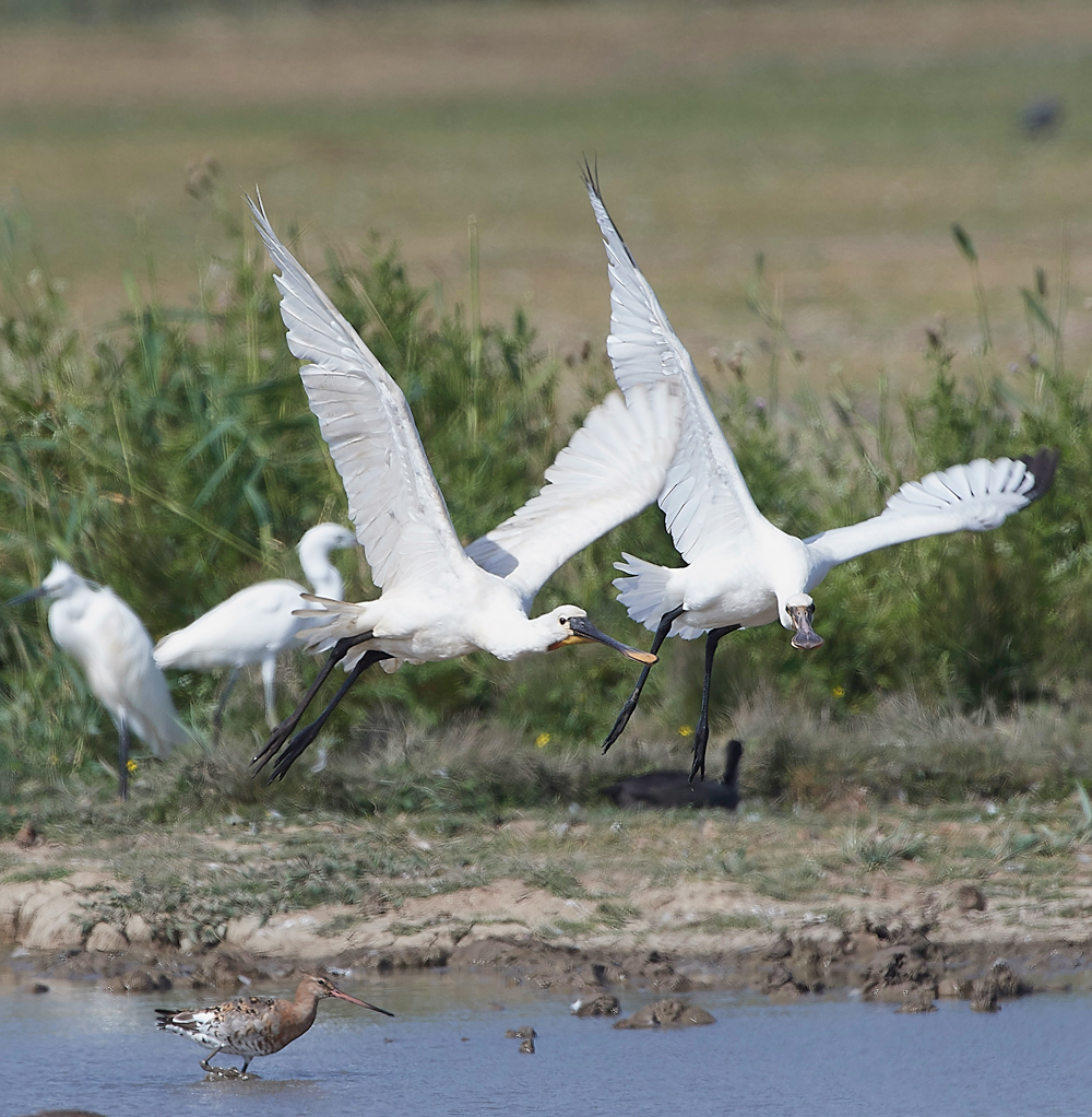 CleySpoonbill220718-10