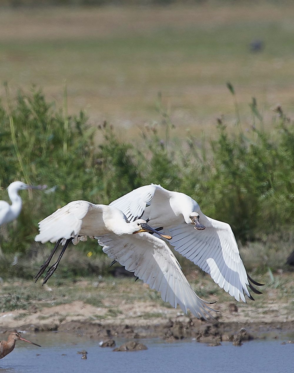 CleySpoonbill220718-11