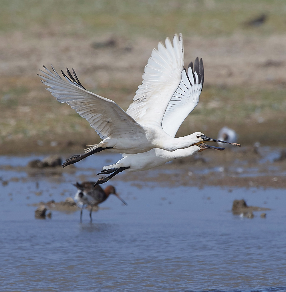 CleySpoonbill220718-13