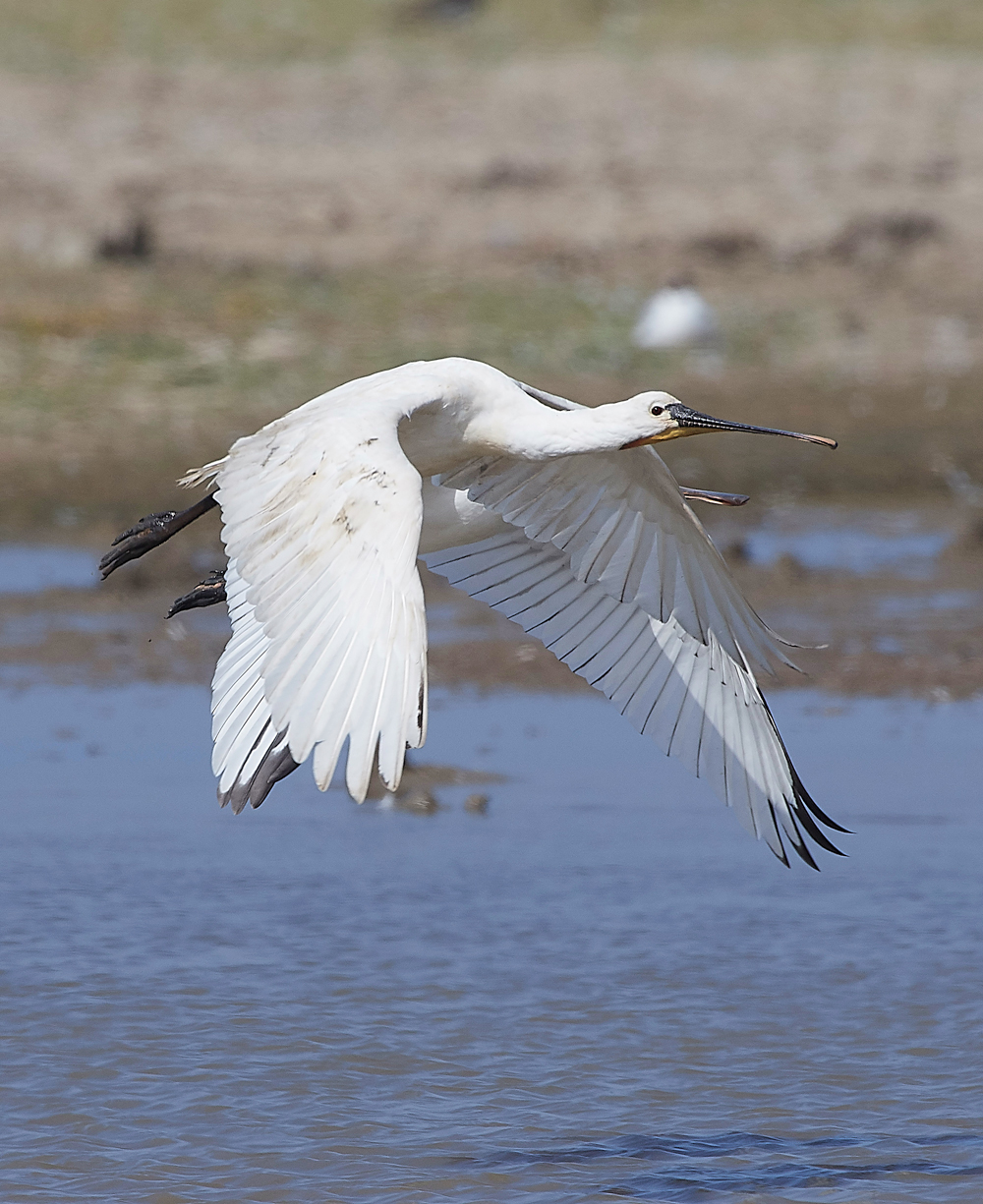 CleySpoonbill220718-14