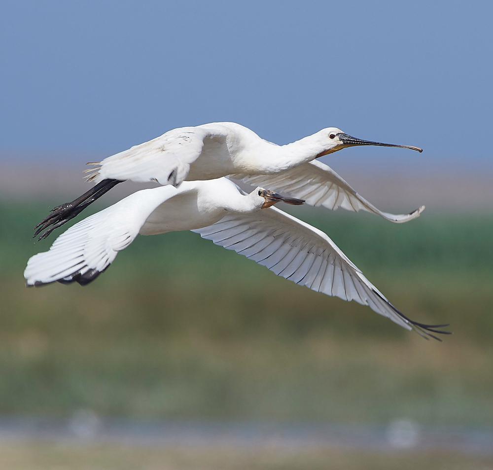 CleySpoonbill220718-15