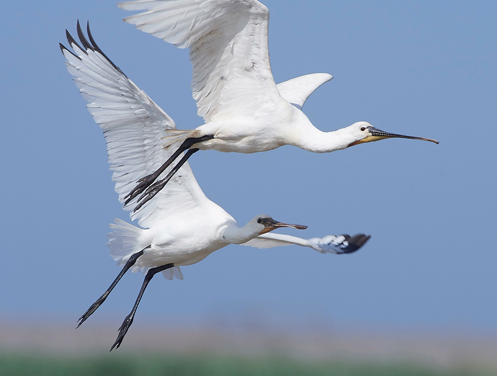 CleySpoonbill220718-17