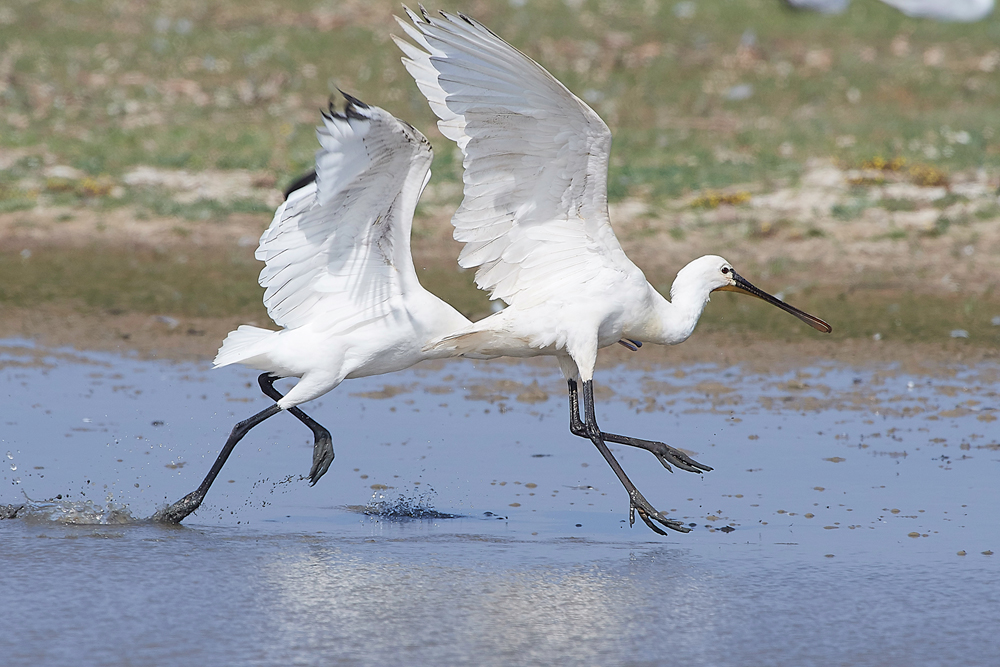 CleySpoonbill220718-18