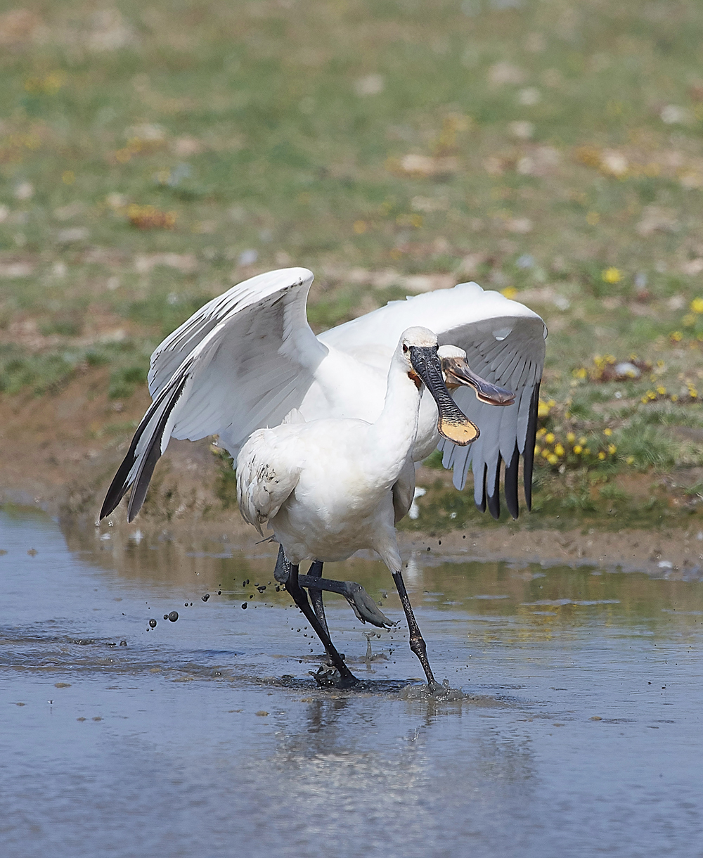 CleySpoonbill220718-19