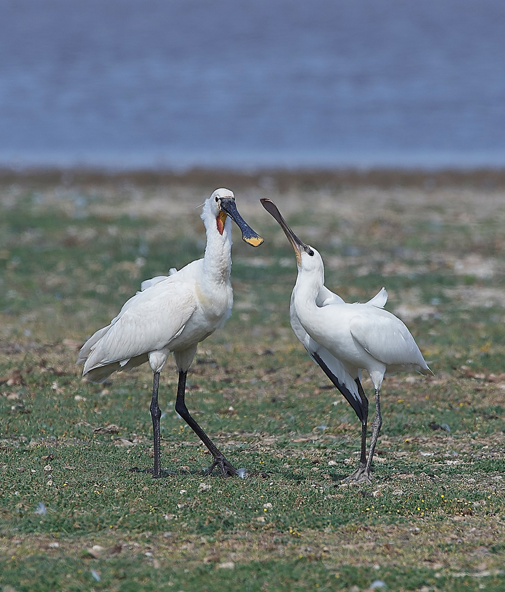 CleySpoonbill220718-1a