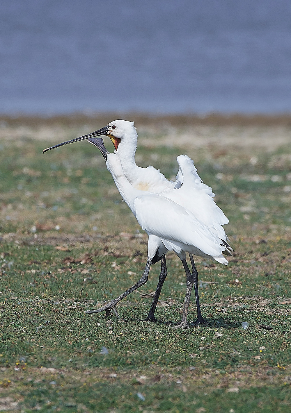CleySpoonbill220718-2