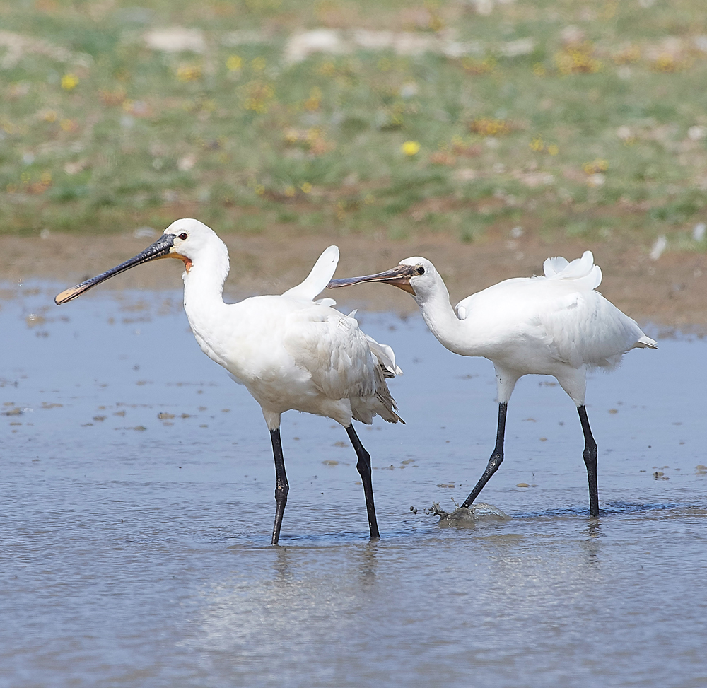 CleySpoonbill220718-20