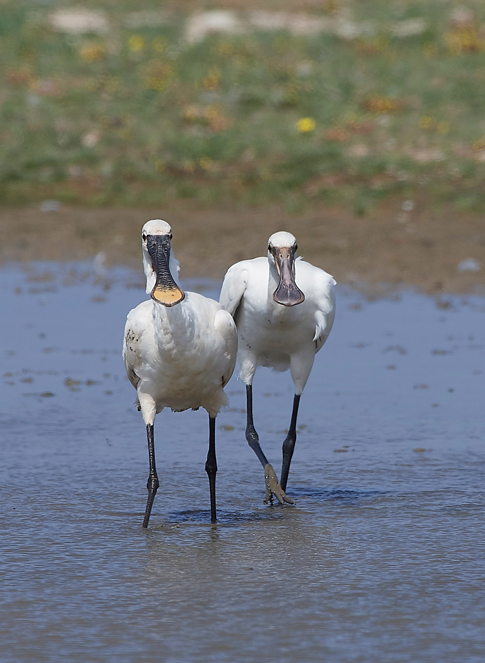 CleySpoonbill220718-21