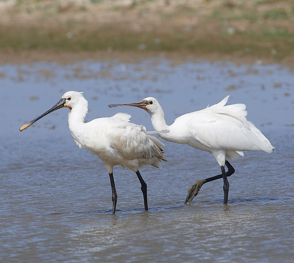 CleySpoonbill220718-24