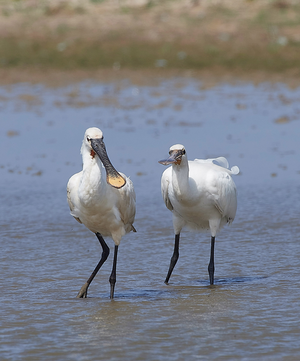 CleySpoonbill220718-25