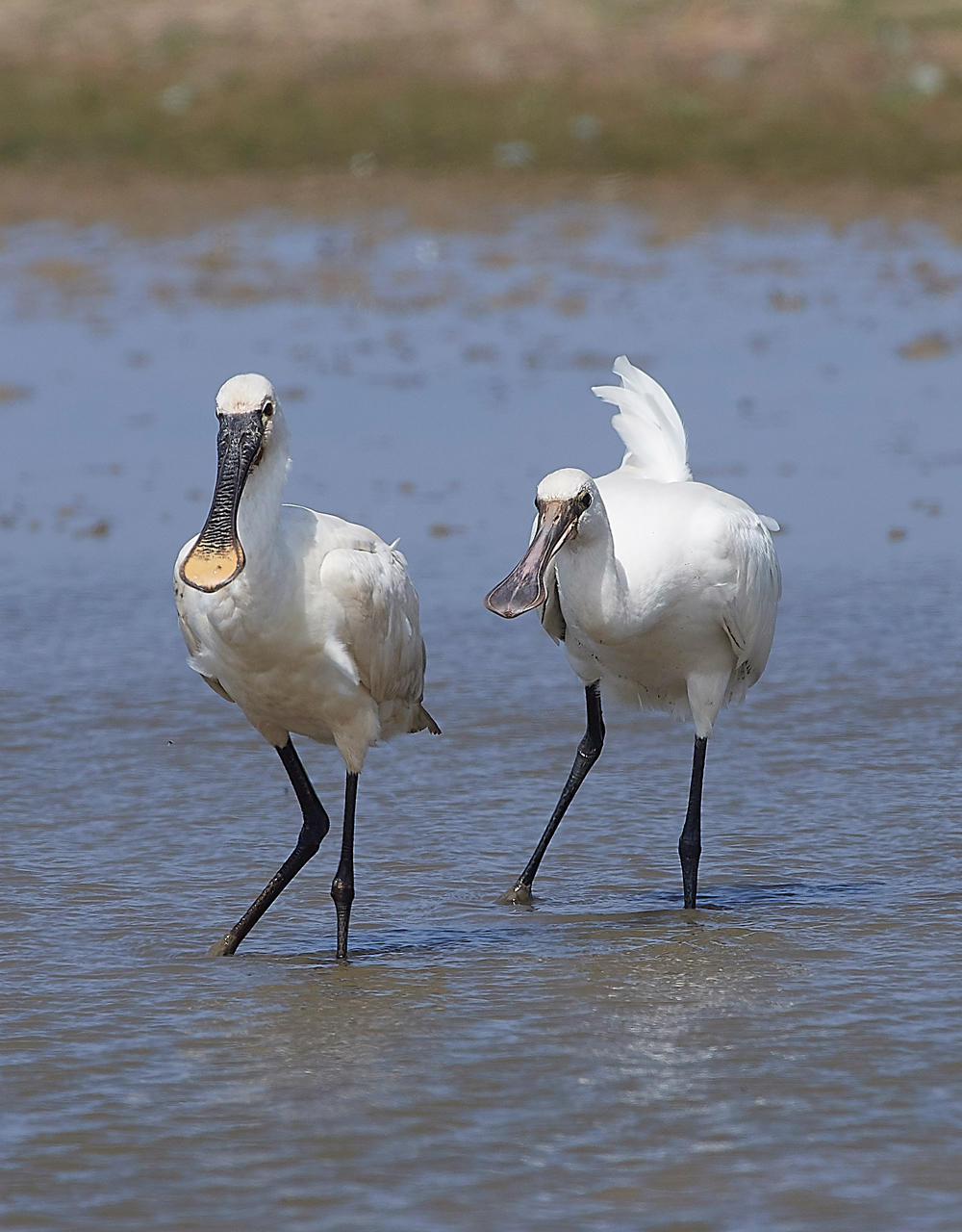 CleySpoonbill220718-26