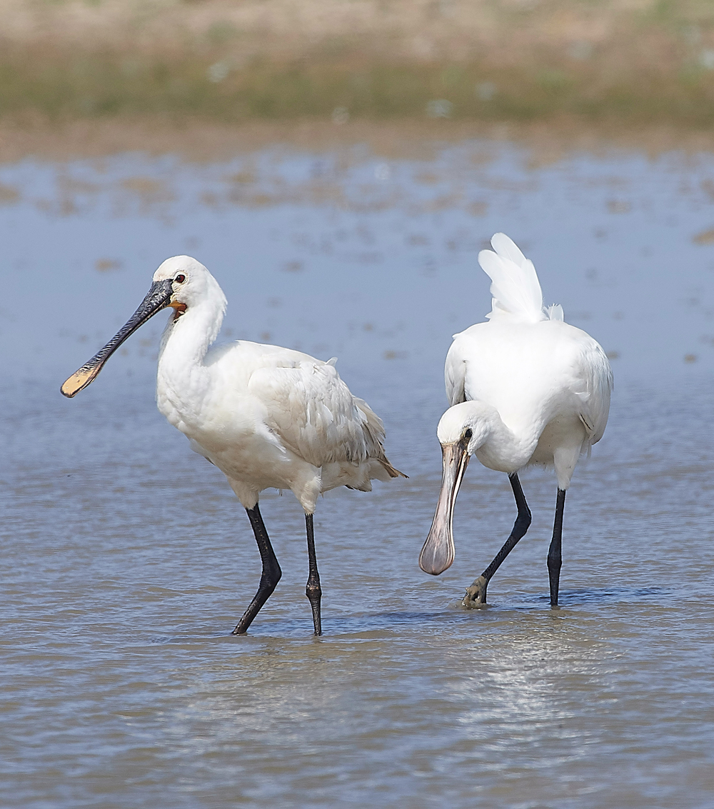 CleySpoonbill220718-27