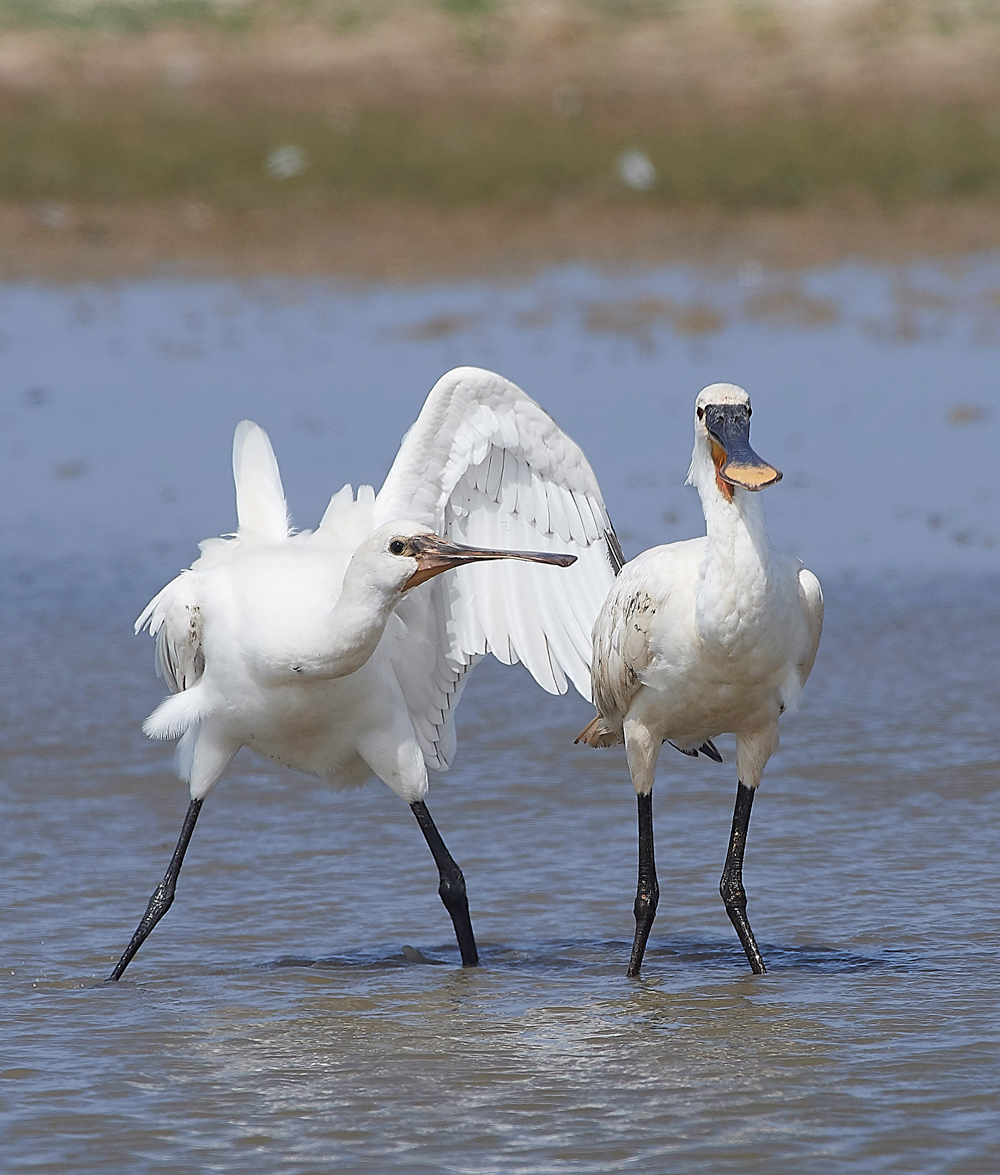 CleySpoonbill220718-28