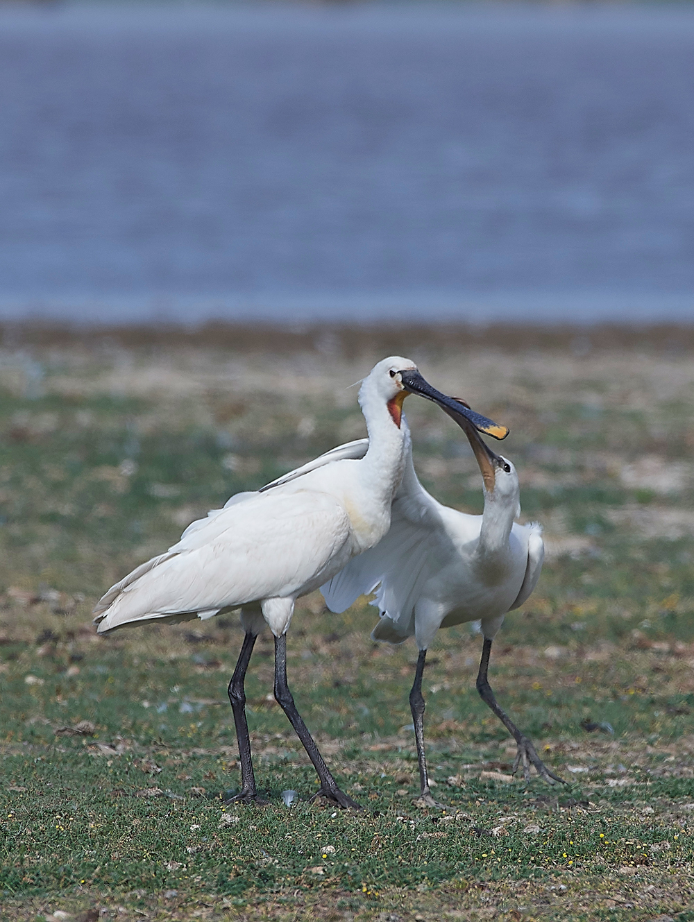 CleySpoonbill220718-3