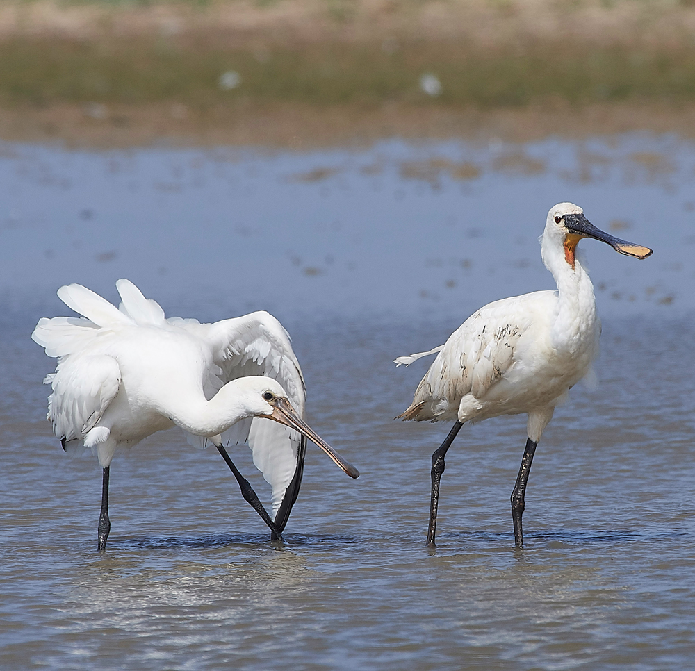 CleySpoonbill220718-30