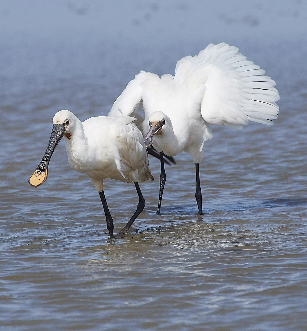 CleySpoonbill220718-36