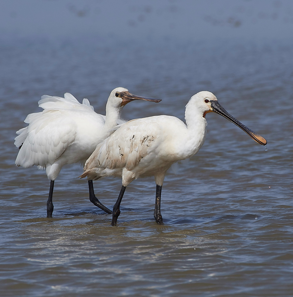 CleySpoonbill220718-37