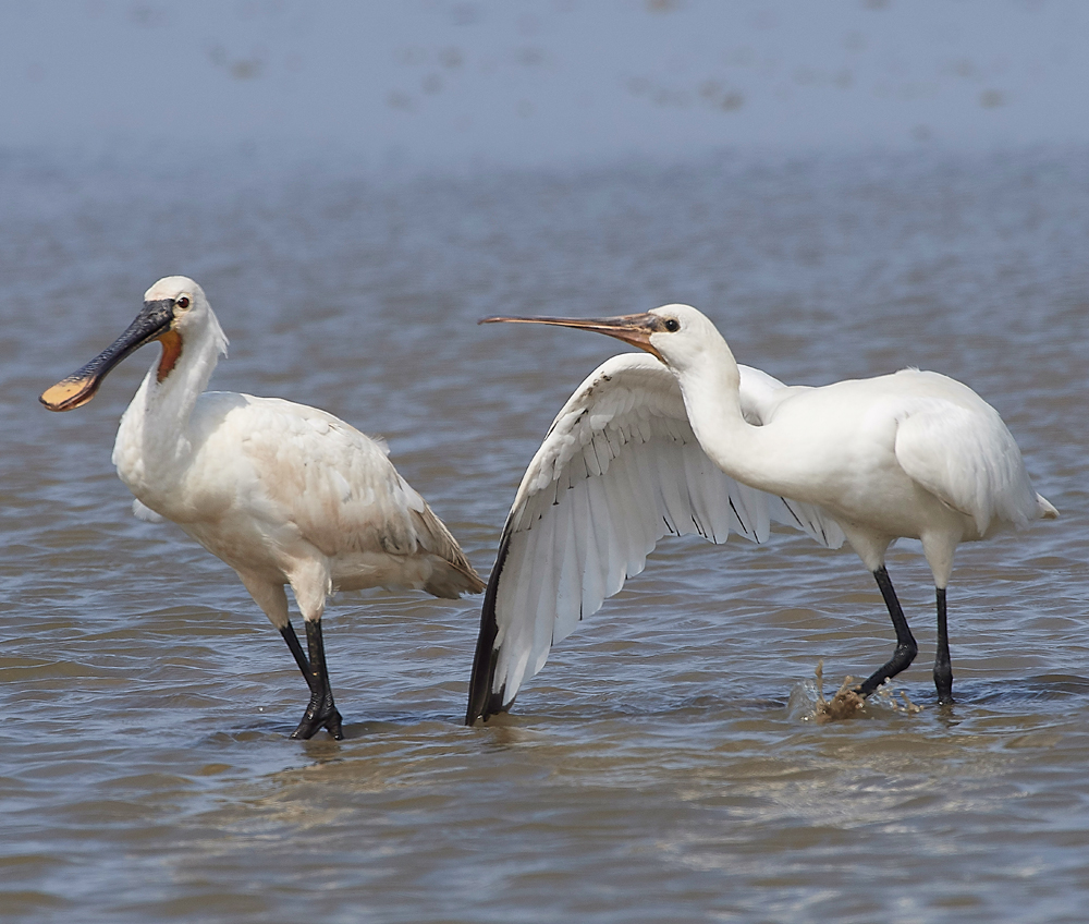 CleySpoonbill220718-39