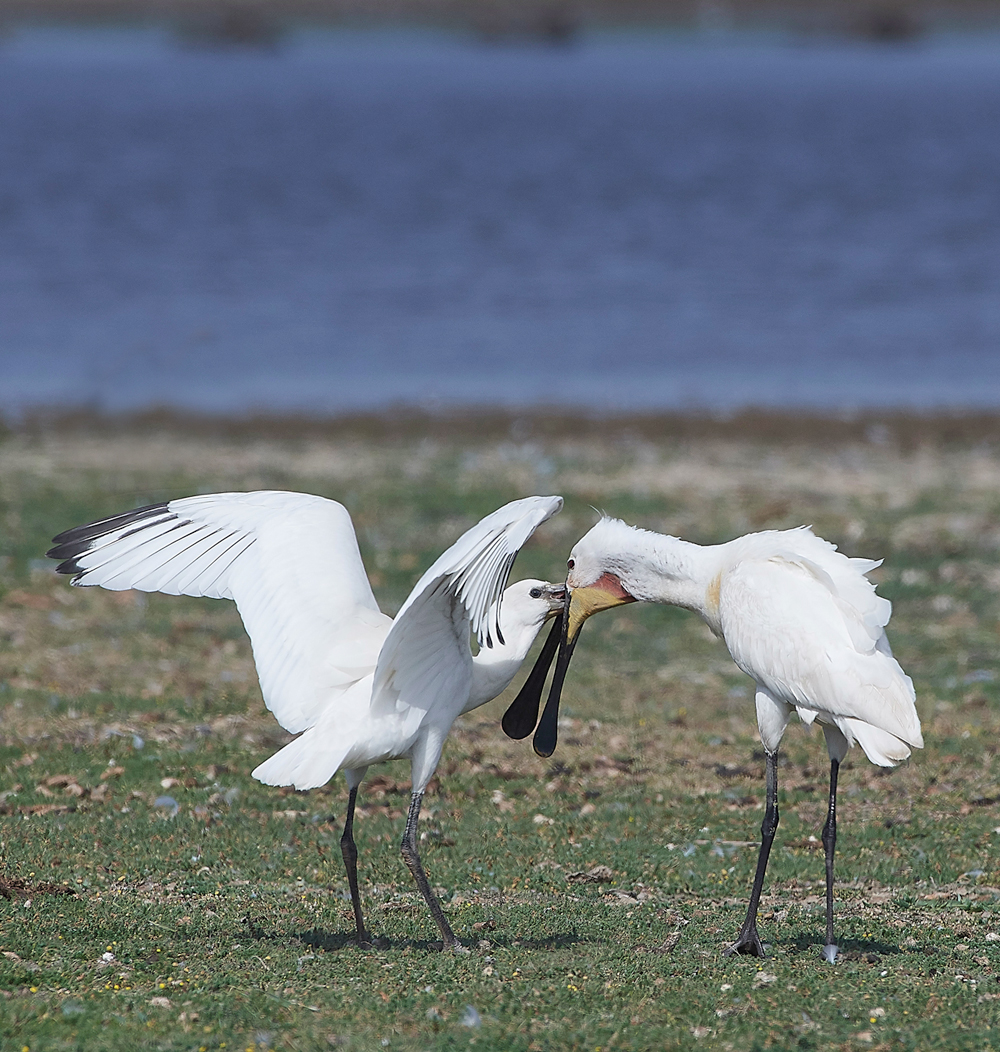 CleySpoonbill220718-4