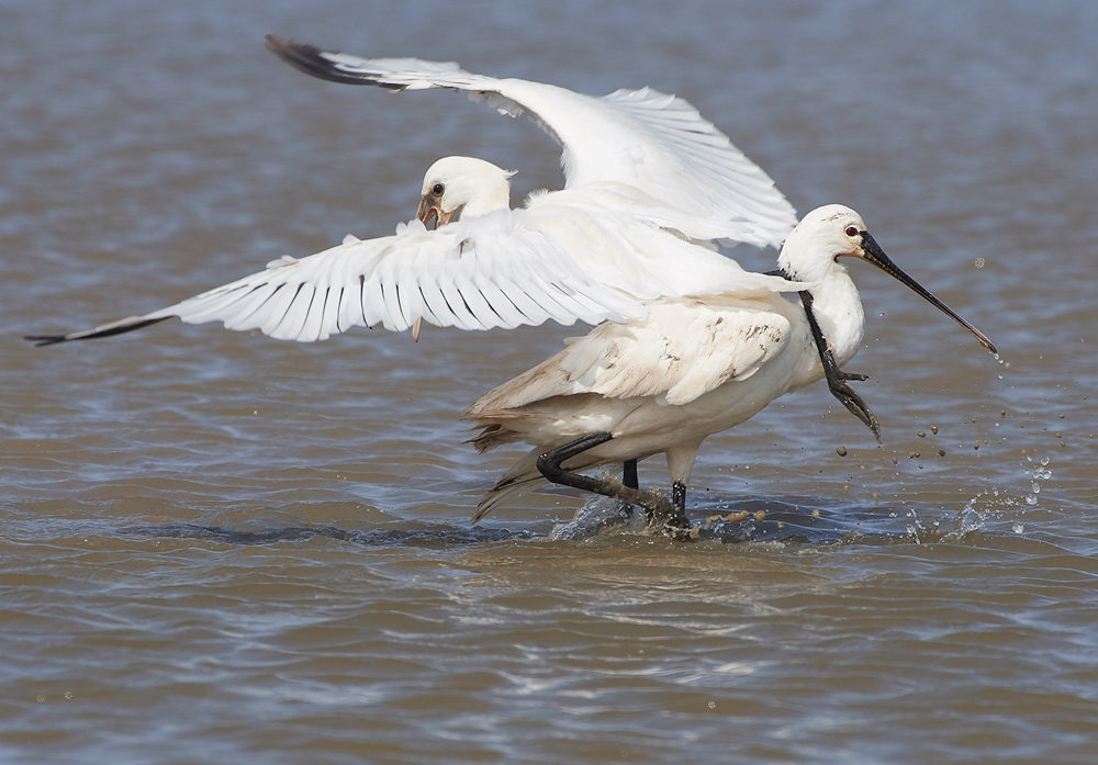 CleySpoonbill220718-40