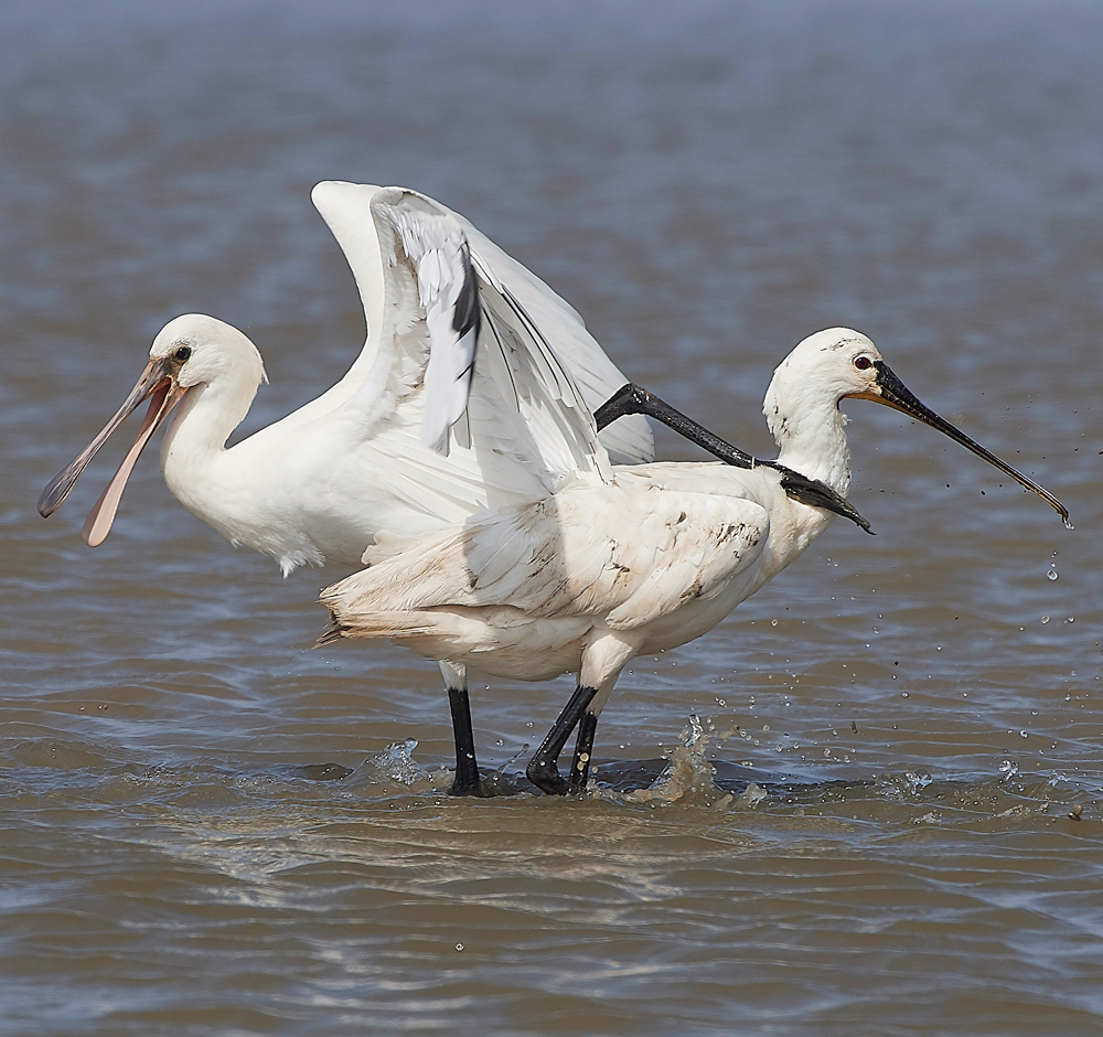 CleySpoonbill220718-41