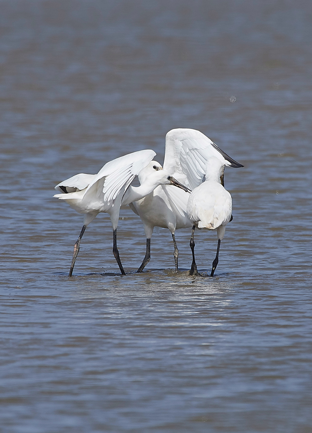 CleySpoonbill220718-6