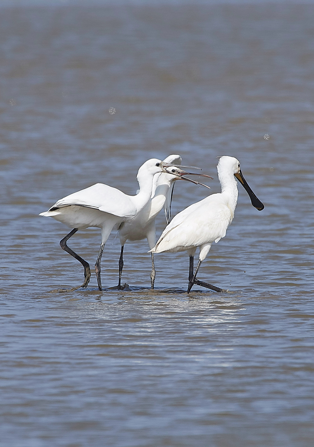 CleySpoonbill220718-7