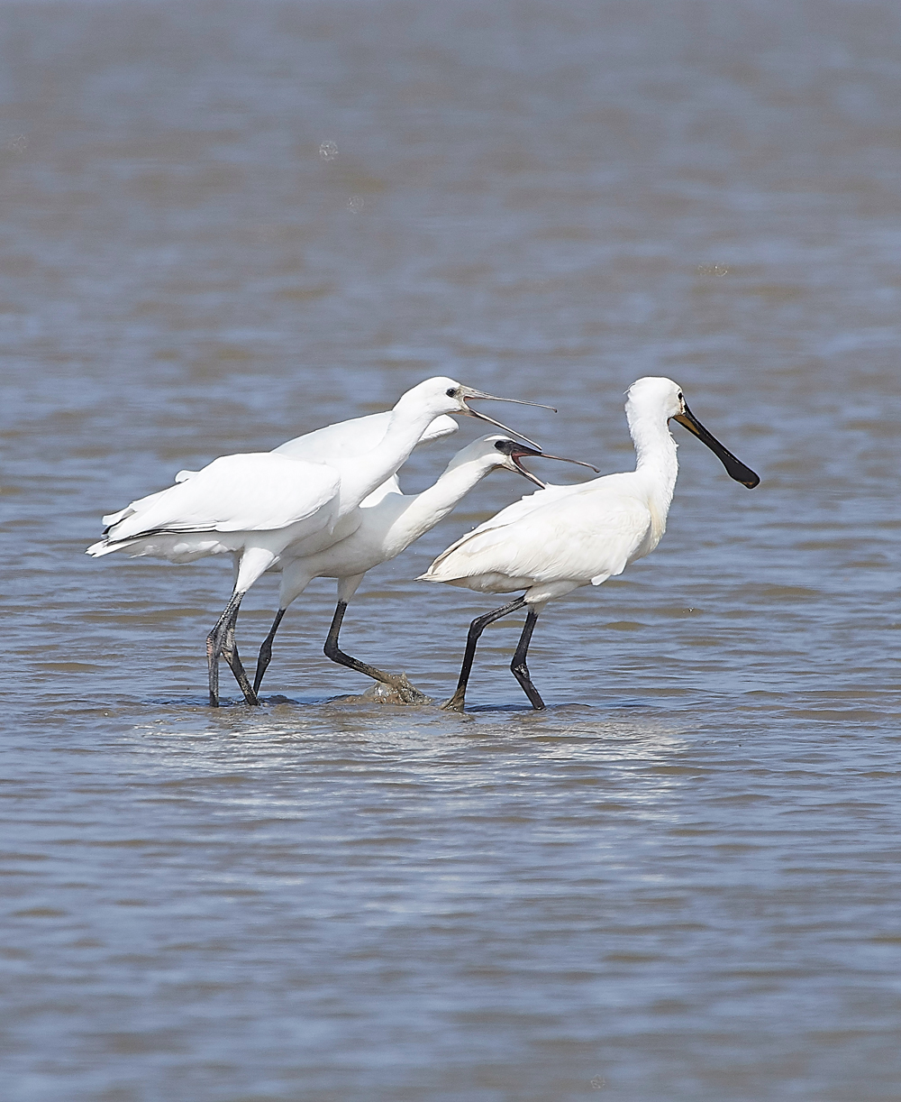 CleySpoonbill220718-8