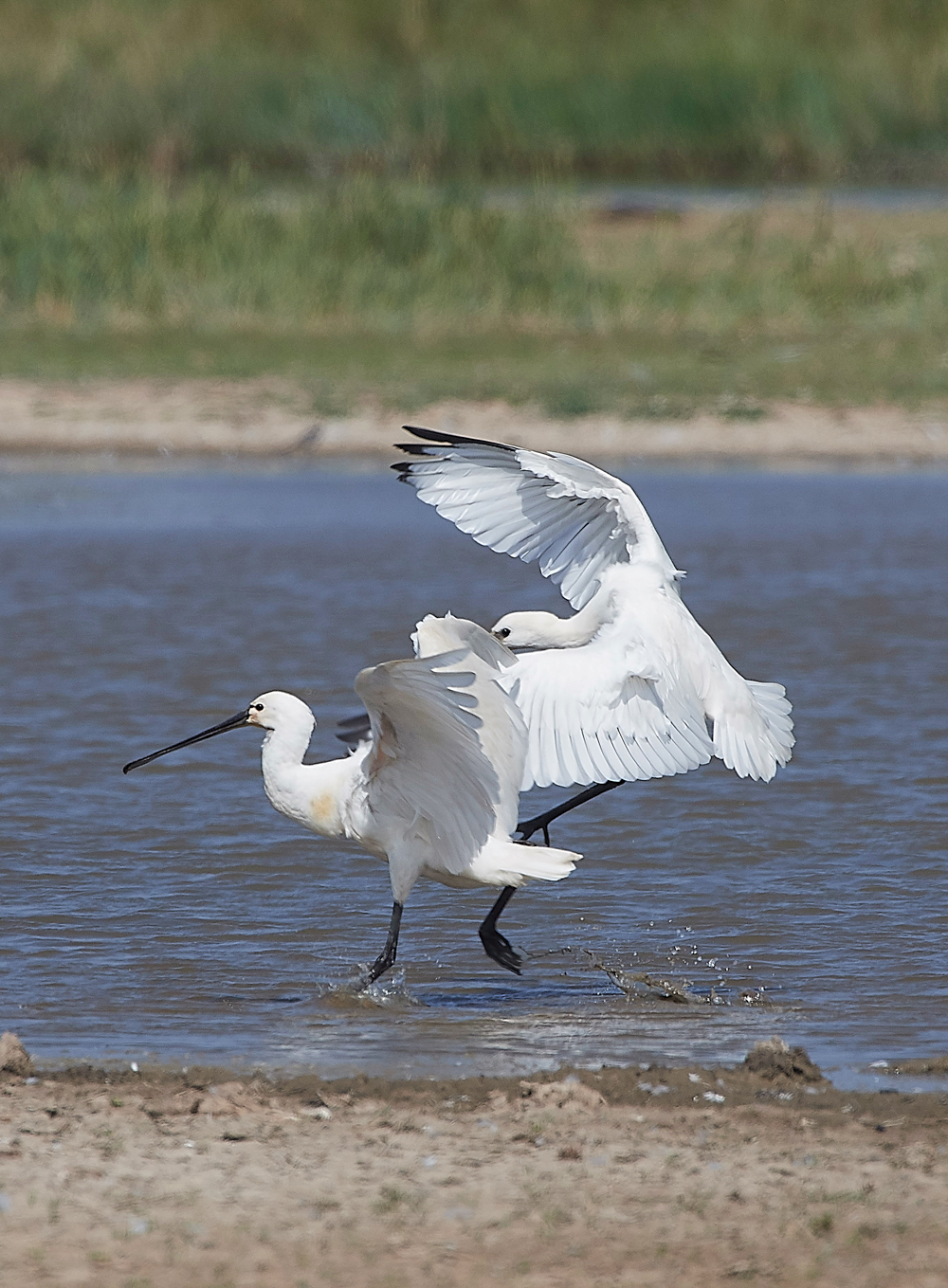 CleySpoonbill220718-9